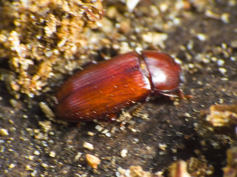 Uloma rufa (Piller & Mitterpacher, 1783)